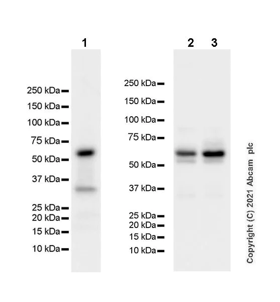 Western blot - Anti-UPF3B/RENT3B + UPF3A antibody [EPR24112-81] - BSA and Azide free (AB288302)