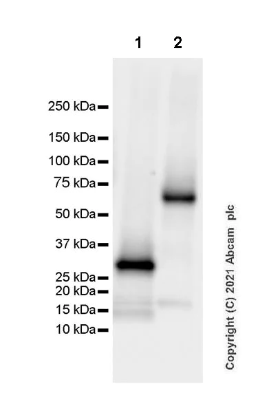 Western blot - Anti-UPF3B/RENT3B + UPF3A antibody [EPR24112-81] - BSA and Azide free (AB288302)