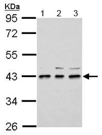 Western blot - Anti-UPP2 antibody (AB153861)
