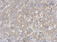 Immunohistochemistry (Formalin/PFA-fixed paraffin-embedded sections) - Anti-UPRT antibody (AB111701)