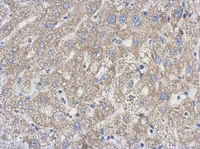 Immunohistochemistry (Formalin/PFA-fixed paraffin-embedded sections) - Anti-UPRT antibody (AB111701)