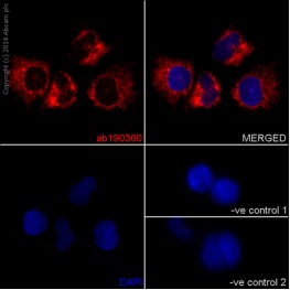 Immunocytochemistry/ Immunofluorescence - Anti-UQCRB antibody [EPR15591] - BSA and Azide free (AB251022)