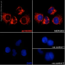 Immunocytochemistry/ Immunofluorescence - Anti-UQCRB antibody [EPR15591] - BSA and Azide free (AB251022)
