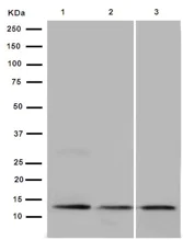 Western blot - Anti-UQCRB antibody [EPR15591] - BSA and Azide free (AB251022)