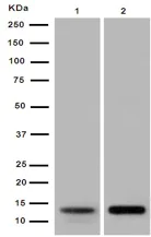 Western blot - Anti-UQCRB antibody [EPR15591] - BSA and Azide free (AB251022)