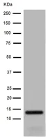Western blot - Anti-UQCRB antibody [EPR15591] - BSA and Azide free (AB251022)