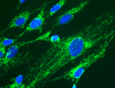 Immunofluorescence - Anti-UQCRC2 antibody [13G12AF12BB11] (AB14745), expandable thumbnail