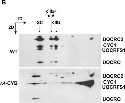 Western blot - Anti-UQCRC2 antibody [13G12AF12BB11] (AB14745)