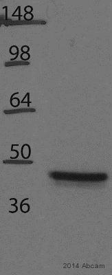 Western blot - Anti-UQCRC2 antibody [13G12AF12BB11] (AB14745), expandable thumbnail