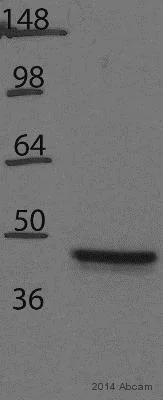 Western blot - Anti-UQCRC2 antibody [13G12AF12BB11] (AB14745)