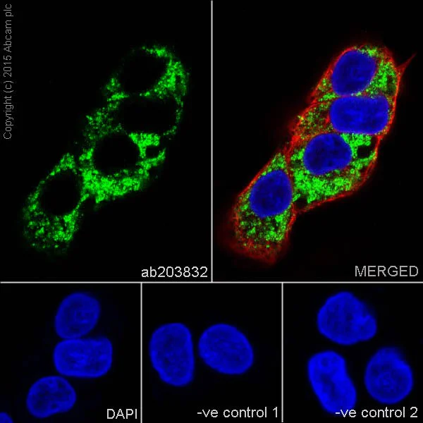 Immunocytochemistry/ Immunofluorescence - Anti-UQCRC2 antibody [EPR13051] (AB203832)