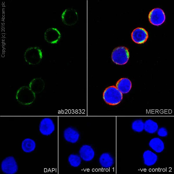 Immunocytochemistry/ Immunofluorescence - Anti-UQCRC2 antibody [EPR13051] (AB203832)