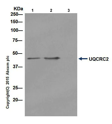 Immunoprecipitation - Anti-UQCRC2 antibody [EPR13051] (AB203832)