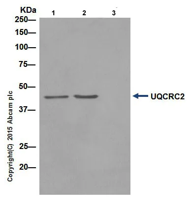 Immunoprecipitation - Anti-UQCRC2 antibody [EPR13051] (AB203832)