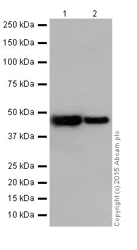 Western blot - Anti-UQCRC2 antibody [EPR13051] (AB203832)