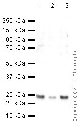 Western blot - Anti-UQCRFS1/RISP antibody [5A5] (AB14746), expandable thumbnail