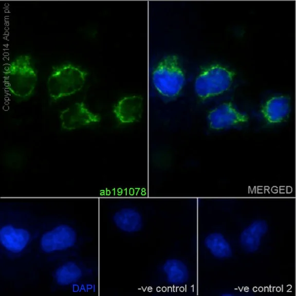 Immunocytochemistry/ Immunofluorescence - Anti-UQCRFS1/RISP antibody [EPR16288] - BSA and Azide free (AB251053)