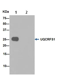 Immunoprecipitation - Anti-UQCRFS1/RISP antibody [EPR16288] - BSA and Azide free (AB251053)