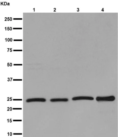 Western blot - Anti-UQCRFS1/RISP antibody [EPR16288] - BSA and Azide free (AB251053)