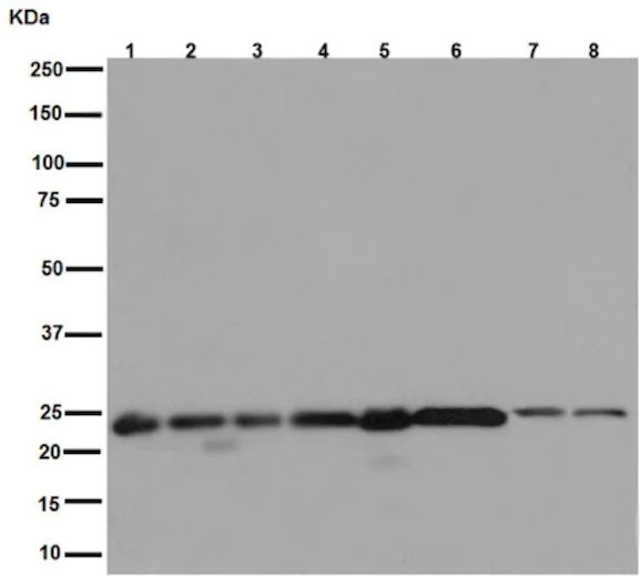 Western blot - Anti-UQCRFS1/RISP antibody [EPR16288] - BSA and Azide free (AB251053)