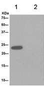 Immunoprecipitation - Anti-UQCRFS1/RISP antibody [EPR16289] - BSA and Azide free (AB251054)