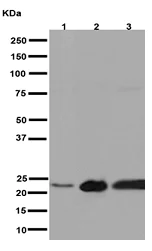 Western blot - Anti-UQCRFS1/RISP antibody [EPR16289] - BSA and Azide free (AB251054)