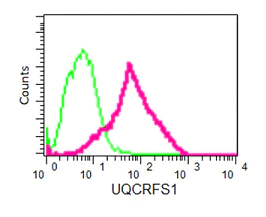 Flow Cytometry (Intracellular) - Anti-UQCRFS1/RISP antibody [EPR16289] - C-terminal (AB191079)
