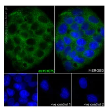 Immunocytochemistry/ Immunofluorescence - Anti-UQCRFS1/RISP antibody [EPR16289] - C-terminal (AB191079)