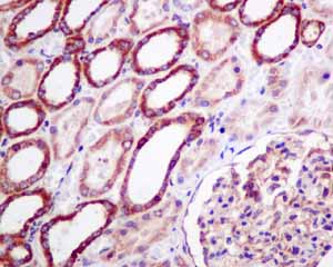 Immunohistochemistry (Formalin/PFA-fixed paraffin-embedded sections) - Anti-UQCRH antibody [EPR9038(B)] (ab154803), expandable thumbnail