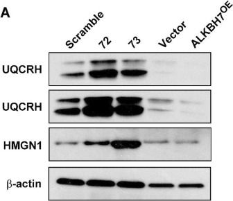 Western blot - Anti-UQCRH antibody [EPR9038(B)] (ab154803), expandable thumbnail