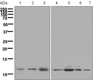 Western blot - Anti-UQCRH antibody [EPR9039(B)] (AB134949)