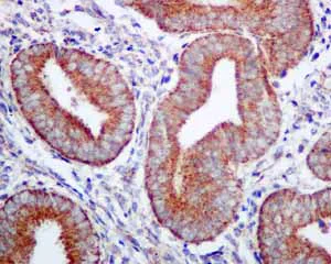 Immunohistochemistry (Formalin/PFA-fixed paraffin-embedded sections) - Anti-UQCRH antibody [EPR9039(B)] - BSA and Azide free (AB240090)