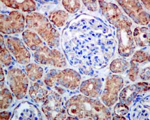 Immunohistochemistry (Formalin/PFA-fixed paraffin-embedded sections) - Anti-UQCRH antibody [EPR9039(B)] - BSA and Azide free (AB240090), expandable thumbnail