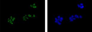 Immunocytochemistry/ Immunofluorescence - Anti-URB2 antibody [EPR13404-35] (AB181177), expandable thumbnail
