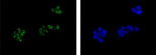 Immunocytochemistry/ Immunofluorescence - Anti-URB2 antibody [EPR13404-35] (AB181177)
