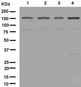 Western blot - Anti-URB2 antibody [EPR13404-35] (AB181177), expandable thumbnail