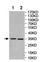 Western blot - Anti-Uridine Phosphorylase 1 antibody (AB205031)