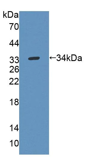 Western blot - Anti-Uridine Phosphorylase 1 antibody (AB231817)