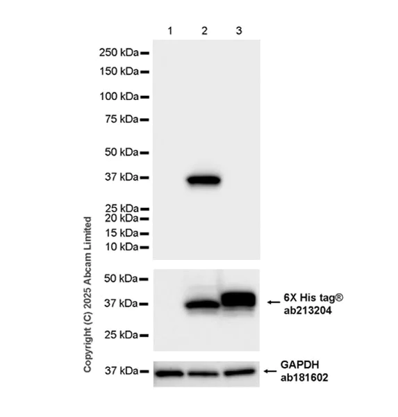 Western blot - Anti-Uridine Phosphorylase 1 antibody [EPR29005-505] (AB325391)