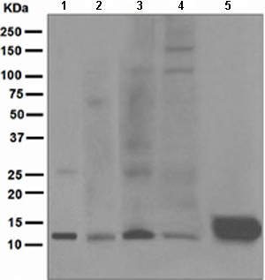Western blot - Anti-Urm1 antibody [EPR4809] (AB110699), expandable thumbnail