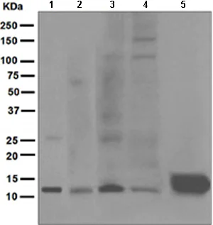 Western blot - Anti-Urm1 antibody [EPR4809] - BSA and Azide free (AB247932)
