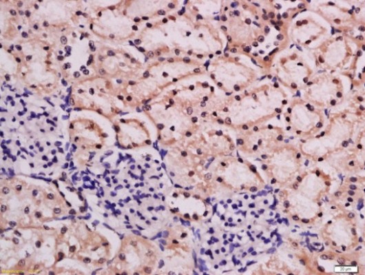 Immunohistochemistry (Formalin/PFA-fixed paraffin-embedded sections) - Anti-Urocortin 3 antibody (AB210612)