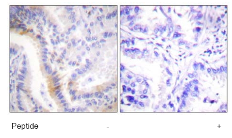 Immunohistochemistry (Formalin/PFA-fixed paraffin-embedded sections) - Anti-Urocortin antibody (AB58459), expandable thumbnail