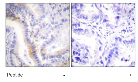 Immunohistochemistry (Formalin/PFA-fixed paraffin-embedded sections) - Anti-Urocortin antibody (AB58459)
