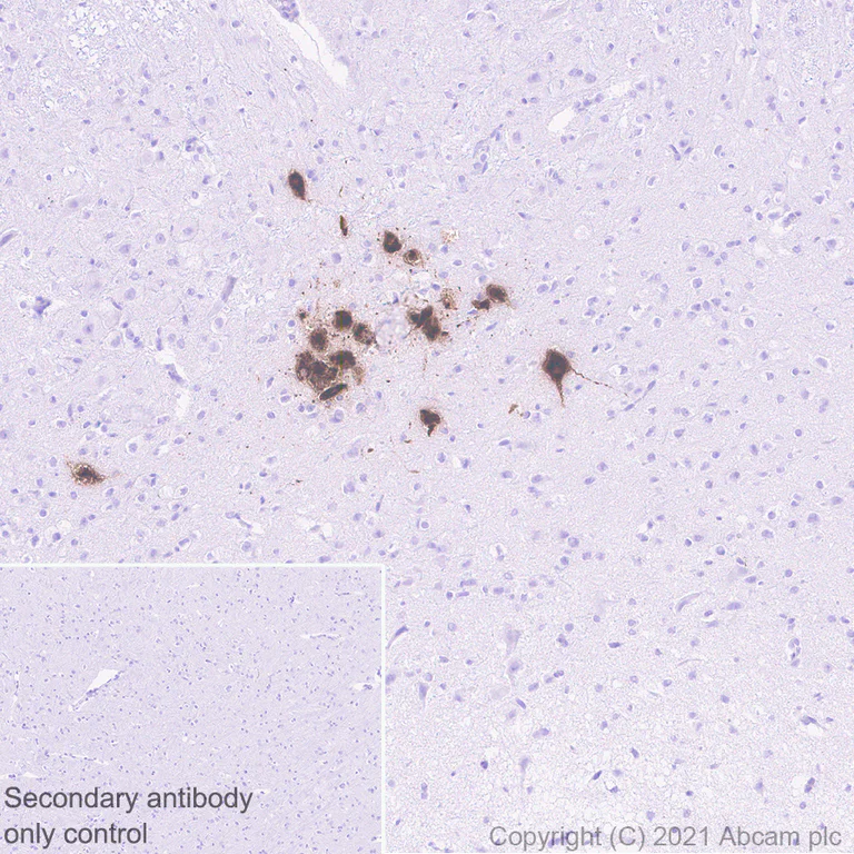 Immunohistochemistry (Formalin/PFA-fixed paraffin-embedded sections) - Anti-Urocortin antibody [EPR25060-64] - BSA and Azide free (AB283516)