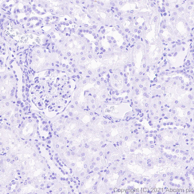 Immunohistochemistry (Formalin/PFA-fixed paraffin-embedded sections) - Anti-Urocortin antibody [EPR25060-64] - BSA and Azide free (AB283516)