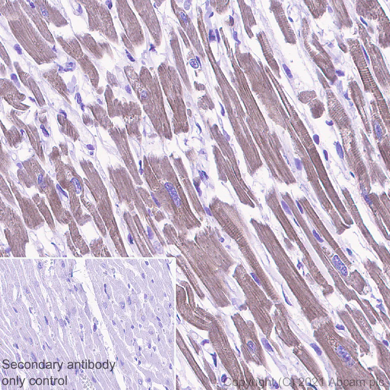 Immunohistochemistry (Formalin/PFA-fixed paraffin-embedded sections) - Anti-Urocortin antibody [EPR25060-64] - BSA and Azide free (AB283516)