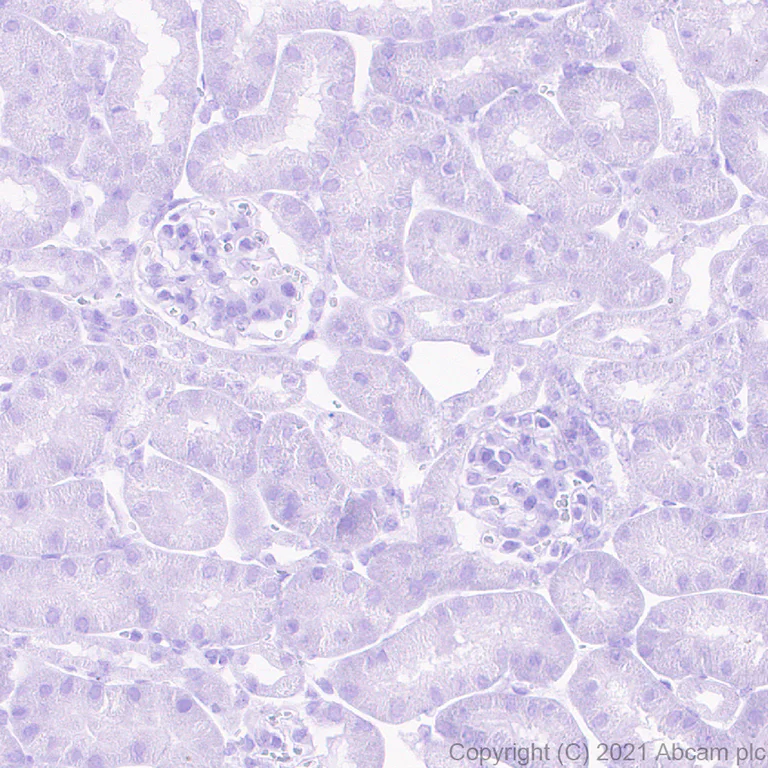 Immunohistochemistry (Formalin/PFA-fixed paraffin-embedded sections) - Anti-Urocortin antibody [EPR25060-64] - BSA and Azide free (AB283516)
