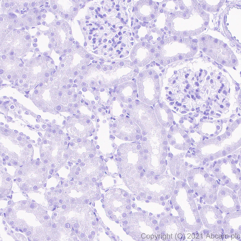 Immunohistochemistry (Formalin/PFA-fixed paraffin-embedded sections) - Anti-Urocortin antibody [EPR25060-64] - BSA and Azide free (AB283516)