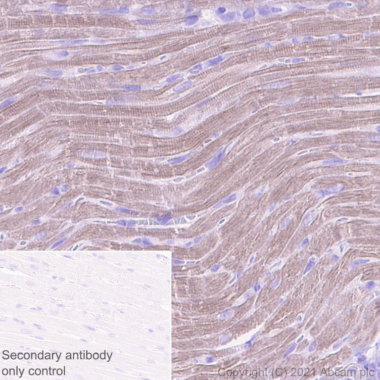 Immunohistochemistry (Formalin/PFA-fixed paraffin-embedded sections) - Anti-Urocortin antibody [EPR25060-64] - BSA and Azide free (AB283516)